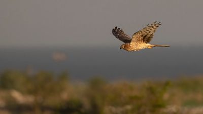 ngshk  [Montague's Harrier] 0L4A9762.jpg