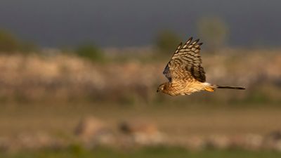 ngshk  [Montague's Harrier] 0L4A9763.jpg