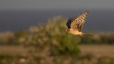 ngshk  [Montague's Harrier] 0L4A9765.jpg
