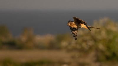ngshk  [Montague's Harrier] 0L4A9766.jpg