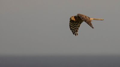 ngshk  [Montague's Harrier] 0L4A9769.jpg