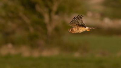 ngshk  [Montague's Harrier] 0L4A9774.jpg