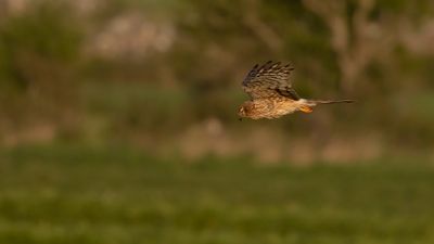 ngshk  [Montague's Harrier] 0L4A9775.jpg