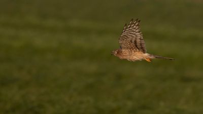 ngshk  [Montague's Harrier] 0L4A9776.jpg