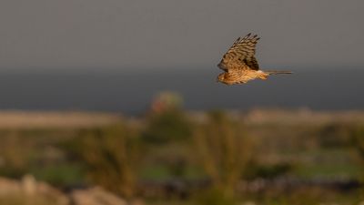 ngshk  [Montague's Harrier] 0L4A9779.jpg