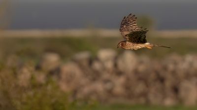 ngshk  [Montague's Harrier] 0L4A9780.jpg