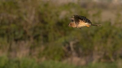 ngshk  [Montague's Harrier] 0L4A9782.jpg