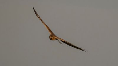 ngshk  [Montague's Harrier] 0L4A9801.jpg