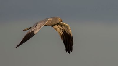 ngshk  [Montague's Harrier] 0L4A9813.jpg