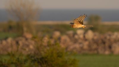 ngshk  [Montague's Harrier] 0L4A9829.jpg