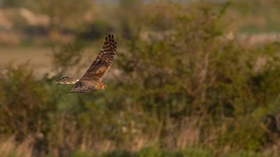 ngshk  [Montague's Harrier] 0L4A9831.jpg