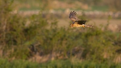 ngshk  [Montague's Harrier] 0L4A9834.jpg