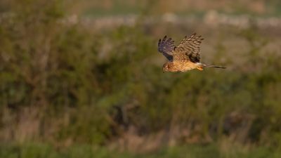 ngshk  [Montague's Harrier] 0L4A9835.jpg