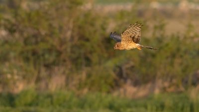 ngshk  [Montague's Harrier] 0L4A9836.jpg