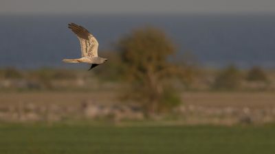 ngshk  [Montague's Harrier] 0L4A9837.jpg