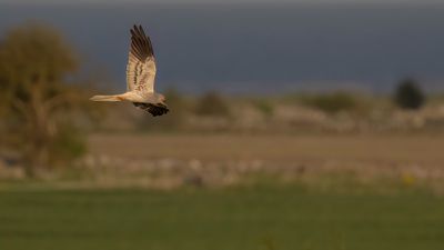 ngshk  [Montague's Harrier] 0L4A9838.jpg
