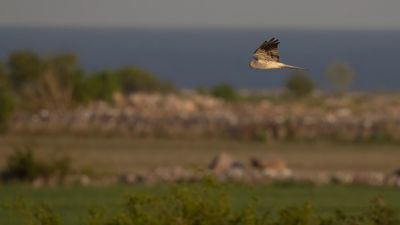 ngshk  [Montague's Harrier] 0L4A9856.jpg