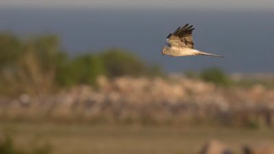 ngshk  [Montague's Harrier] 0L4A9857.jpg