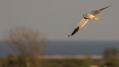 ngshk  [Montague's Harrier] 0L4A9862.jpg