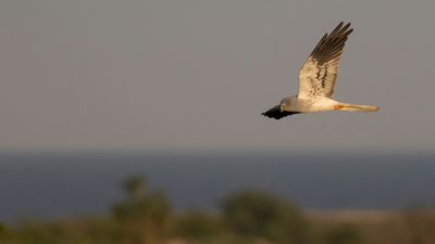ngshk  [Montague's Harrier] 0L4A9864.jpg