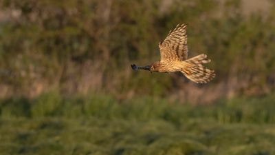 ngshk  [Montague's Harrier] 0L4A9865.jpg