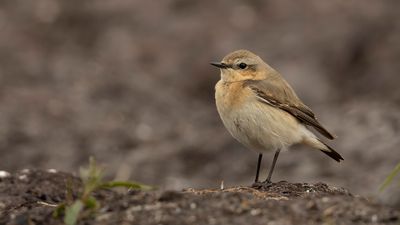 Stenskvtta [Northern Wheatear] 0L4A9228.jpg