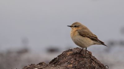Stenskvtta [Northern Wheatear] 0L4A9243.jpg