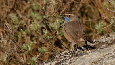 Blhake [Bluethroat] 0L4A9547.jpg