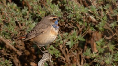 Blhake [Bluethroat] 0L4A9578.jpg