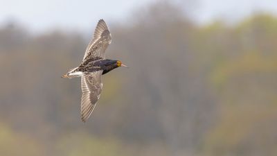 Brushane [Ruff] 0L4A9340.jpg