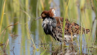 Brushane [Ruff] 0L4A9427.jpg