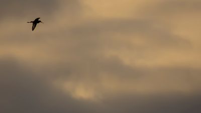 Rdspov [Black-tailed Godwit] 0L4A9274.jpg