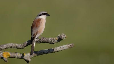 Trnskata