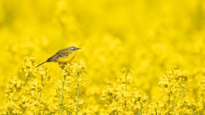 Gulrla [Yellow Wagtail] 0L4A9687.jpg