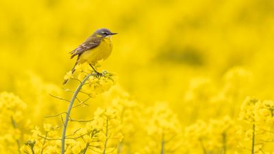 Gulrla [Yellow Wagtail] 0L4A9876.jpg