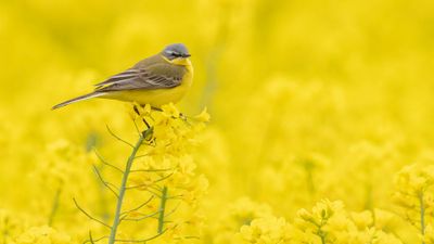 Gulrla [Yellow Wagtail] 0L4A9889.jpg