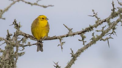 Gulsparv [Yellowhammer] 0L4A9939.jpg