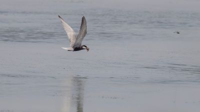 Skggtrna [Whiskered tern] 0L4A0043.jpg
