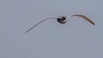 Skggtrna [Whiskered tern] 0L4A0070.jpg