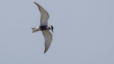 Skggtrna [Whiskered tern] 0L4A0096.jpg