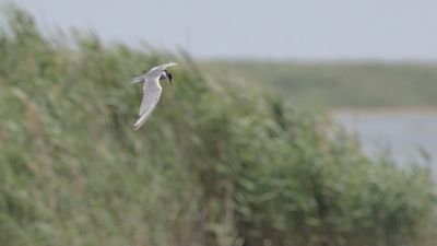 Skggtrna [Whiskered tern] 0L4A0100.jpg