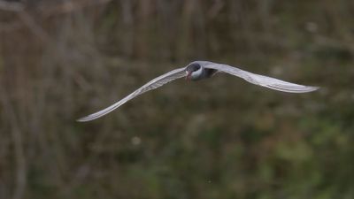 Skggtrna [Whiskered tern] 0L4A0409.jpg