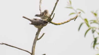 Tamarisksngare [Menetries's warbler] 0L4A0419.jpg