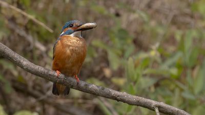 Kungsfiskare [Common kingfisher] 0L4A0452.jpg