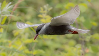 Skggtrna [Whiskered tern] 0L4A0470.jpg
