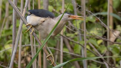 Dvrgrrdrom [Little bittern] 0L4A0504.jpg