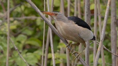 Dvrgrrdrom [Little bittern] 0L4A0511.jpg