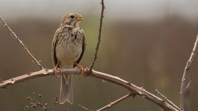 Kornsparv [Corn bunting] 0L4A0618.jpg