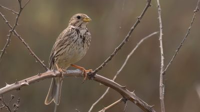 Kornsparv [Corn bunting] 0L4A0621.jpg