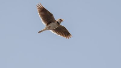 Kalanderlrka [Calandra lark] 0L4A0732.jpg